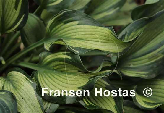 Hosta Teacher's Pride